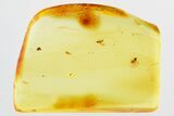 Detailed Fossil Parasitoid Wasps (Platygastroidea) in Baltic Amber #325361-1